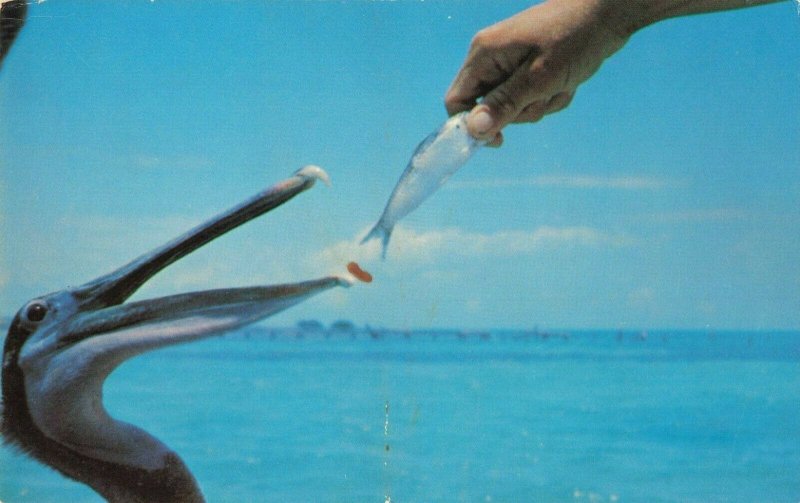 Postcard Feeding Pelicans at St George's Caye British Honduras