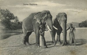 PC CPA SRI LANKA, CEYLON, ELEPHANTS, Vintage Postcard (b13657)