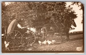 Gent in Buggy~Whip~Horses in Fly Nets~Chickens Underfoot~c1910 RPPC