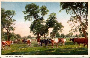 Cows A California Dairy Ranch