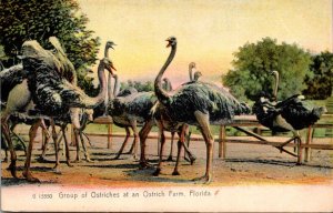 Birds Group Of Ostriches At An Ostrich Farm Florida Rotograph