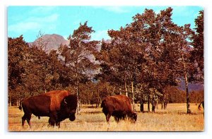 Majestic Buffalo Scenic View Postcard