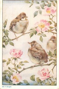 B580 Young White Throats birds illustration by M. F. Knight vintage postcard