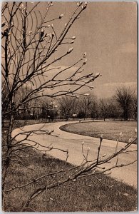 Lisle Illinois ILL, 1954 Early Buds in the Morton Arboretum, Vintage Postcard