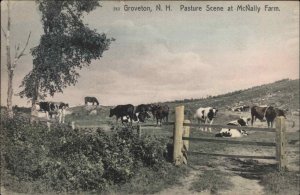 Groveton New Hampshire NH McNally Farm Cows Cattle c1910 Postcard