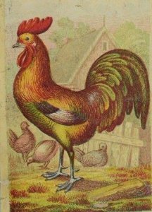 1870's-1880's Jos. L. Joyce & Co Fine Shoes Fabulous Rooster Birds P68