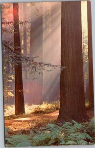 Postcard CA Among the Redwoods of California