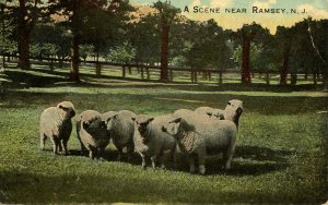 NJ - Ramsay. Sheep          (crease)