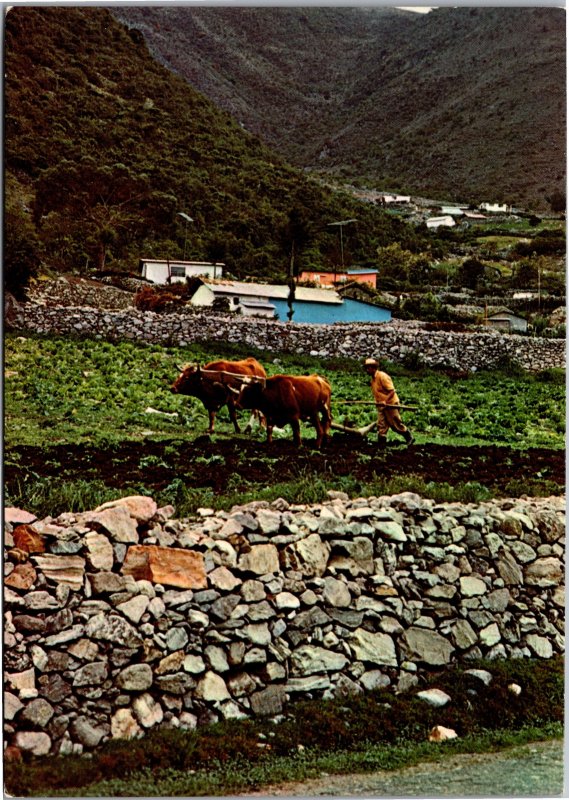 Postcard Venezuela Merida Andean farmer plowing land with cows