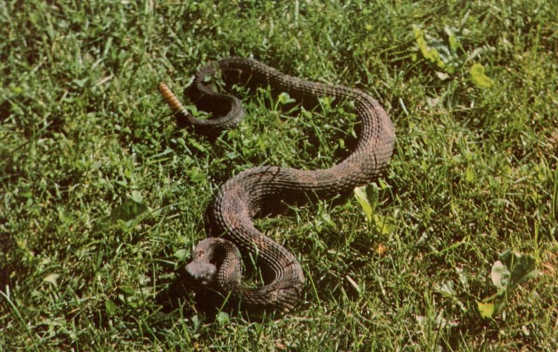 Rattlesnake 