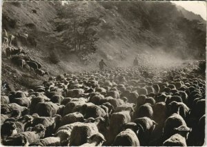 Cpm in that glamour dust-A. Daudet-sheeps on the road (1209333) 