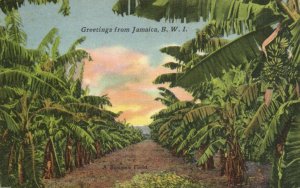 PC JAMAICA, A BANANA FIELD, Vintage Postcard (b40004)