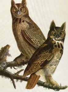 John James Audubon Birds Print Great Horned Owl Book Plate 61