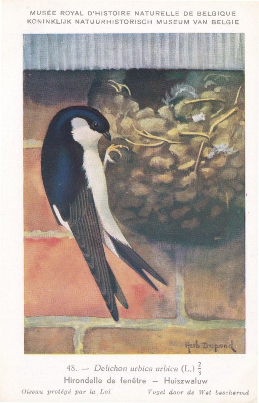 Common House Martin Delichon Urbicum WW2 Rare Bird Postcard