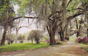 Louisaiana Spanish Moss Oak Trees and Azaleas