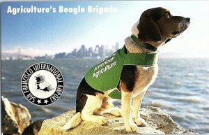 Agriculture's Beagle Brigade San Francisco CA. Postcard P121 