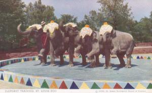 Elephants Elephant Training St Louis Zoo 1955