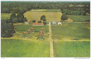 Typical Tobacco Farm, Greetings from Langton, Southwestern Ontario, Canada, 4...