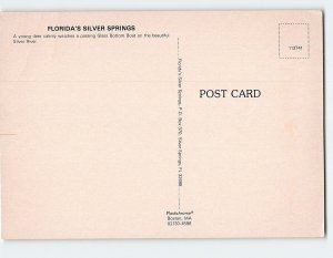 Postcard Florida's Silver Springs, Florida