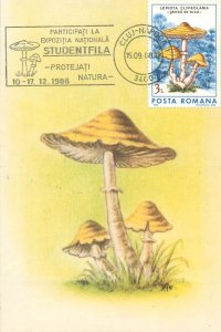 Romania set of 11 maximum cards 1988 mushrooms that can be eaten topic postcards 