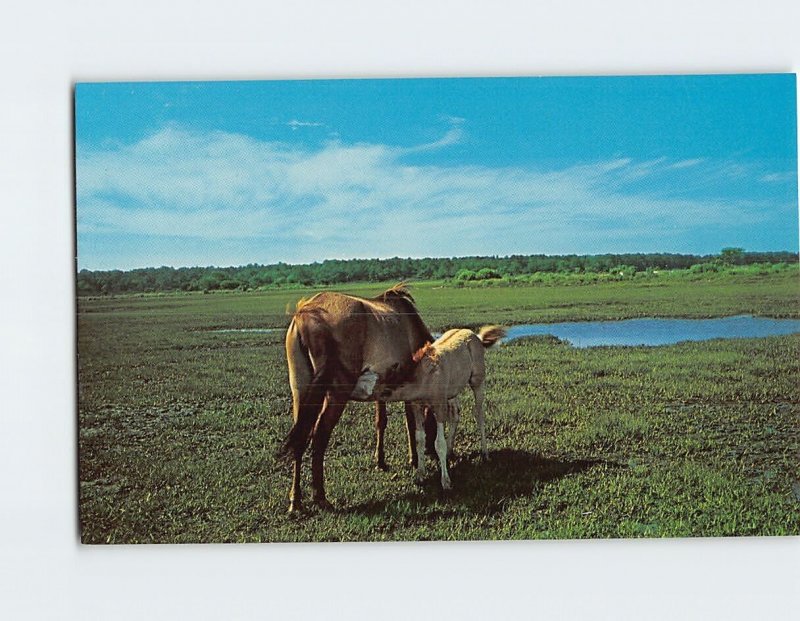 Postcard Chow Time Assateague Island Virginia USA