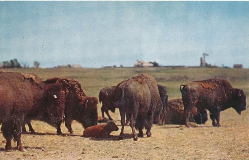 Buffalo Herd on Plains of West Texas