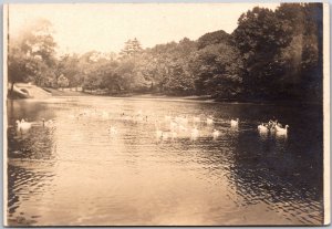 Group of Swan on Tranquil Lake, Forest Park In The Background, Vintage Postcard