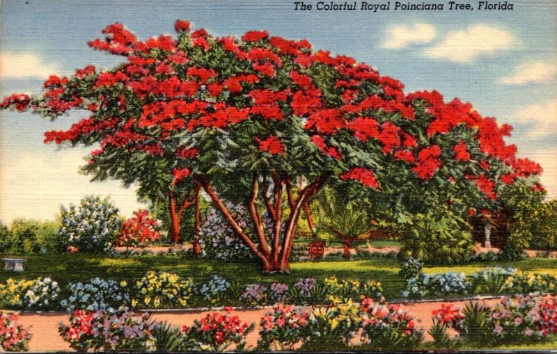 Florida Colorful Royal Poinciana Tree In Full Bloom Curteich