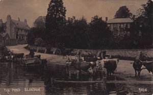Cattle Transport at Slindon Pond Sussex Old Real Photo Postcard