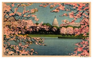 Postcard Washington DC - Cherry Blossoms and  United States Capitol