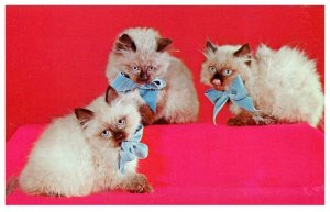 Himalayan Kittens