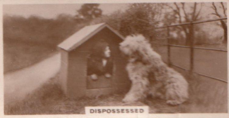 Human In Dog Kennel Dogs Antique German Real Photo Cigarette Card