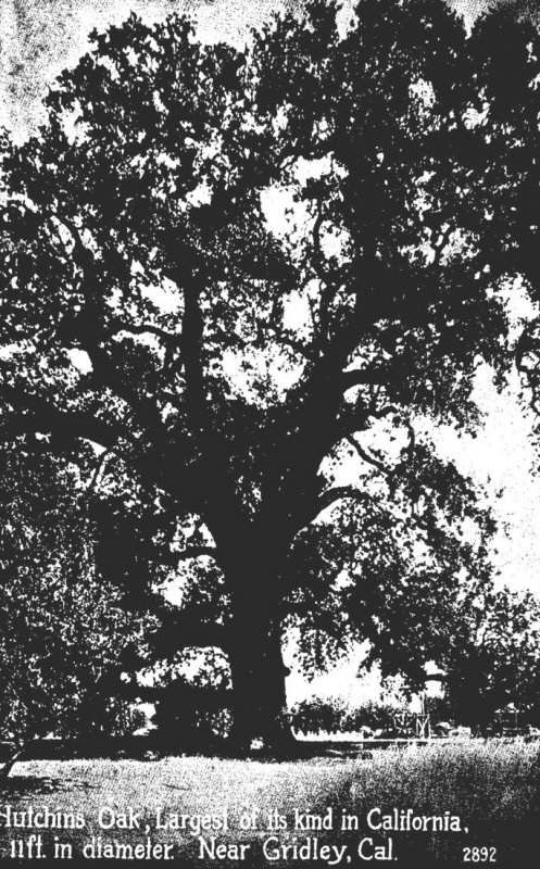 California Gridley Hutchins Oak Largest Of Its Kind In California 11 Feet In ...