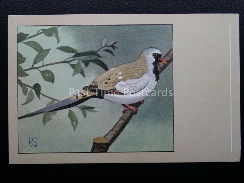 Birds CAPE DOVE Vintage Postcard by P. Sluis - Series 6/69