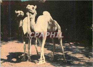 Modern Postcard Ghardaia (Oasis) Meharis Camels
