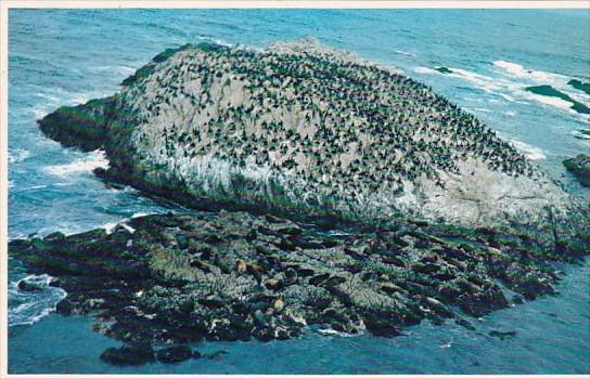 California Monterey Peninsula Seal And Bird Rocks