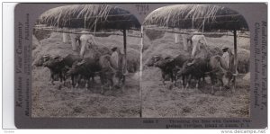 SV: 1910s ; Treshing Rice w/ Carabao , Pagasinan Province , Island of Luzon ,...
