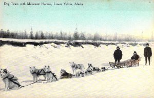 Early Chromo-litho Color,Dog Team,Malamut Harness, Yukon,Alaska, AK,Old Postcard