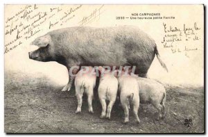 Postcard Old Pig Pig A happy little family