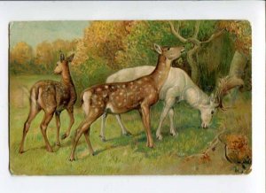 288482 Autumn HUNT Deer in Forest Vintage EMBOSSED postcard