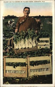 Sarasota Florida FL Palmer Farms Celery Agriculture Vintage Postcard