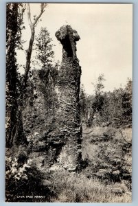 c1910's View Of Lava Tree Scene Field Hawaii HI RPPC Photo Antique Postcard