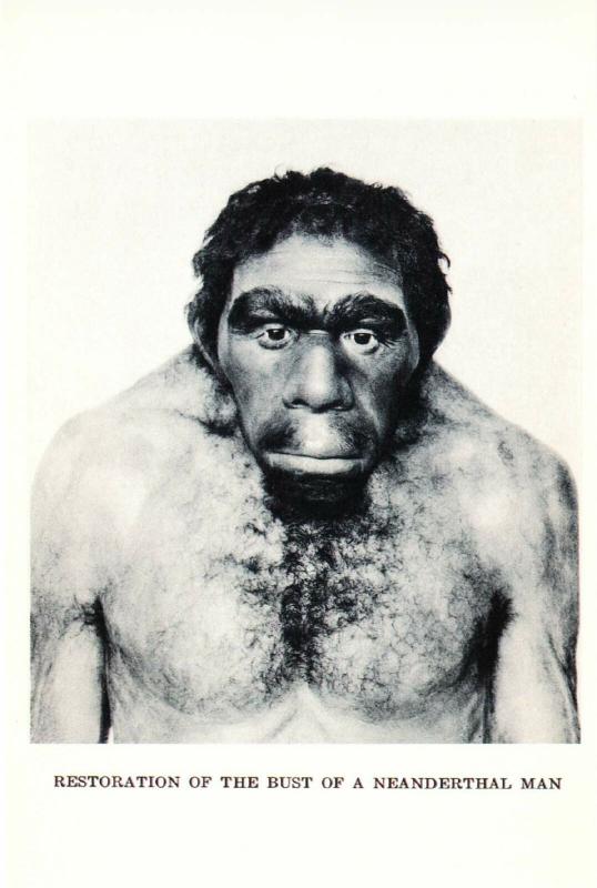 Neanderthal Man Model Paleoanthropology Modern Postcard
