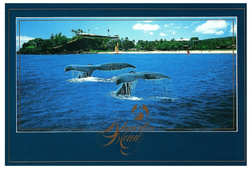 Tails of Two Whales in Water Sheraton Maui on Shore Hawaii Postcard