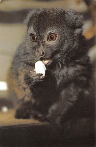 Lemur Sedy Monkey unused 