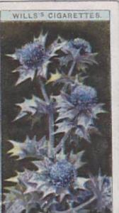 Wills Vintage Cigarette Card Wild Flowers Series No. 35 Sea Holly  1923