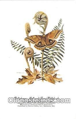 Polyphemus Moth & Fern Fiddleheads Artist RT Peterson Unused 