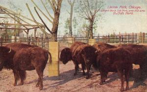CHICAGO, Illinois   BUFFALO HERD IN LINCOLN PARK  Animals  c1910's  Postcard