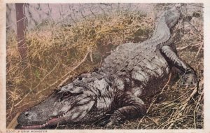 A Grim Monster Florida Alligator Postcard
