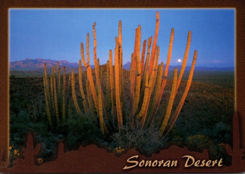 Arizona Sonoran Desert At Sunset Showing Showing Cactus